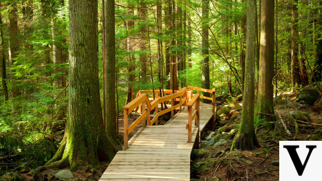 Lynn Canyon Park: Hiking and Nature Adventures